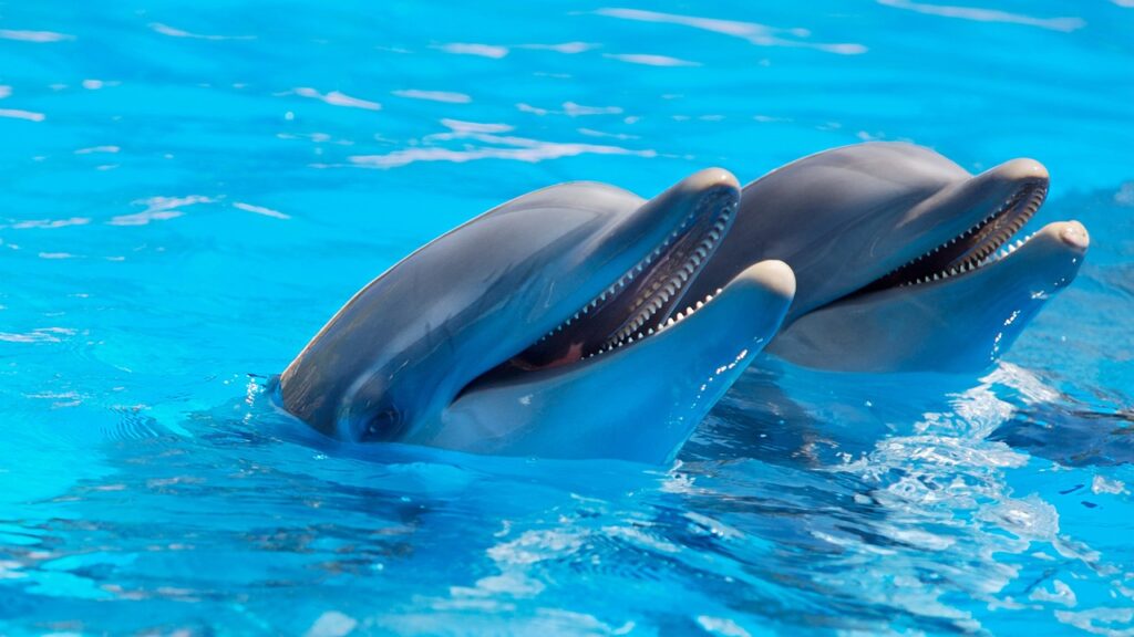 delfines-isla-contoy