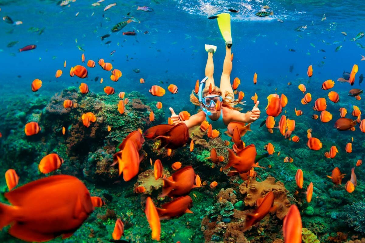bucear-en-acapulco-disfruta-de-las-especies-marinas-y-de-la-vida-bajo-el-mar