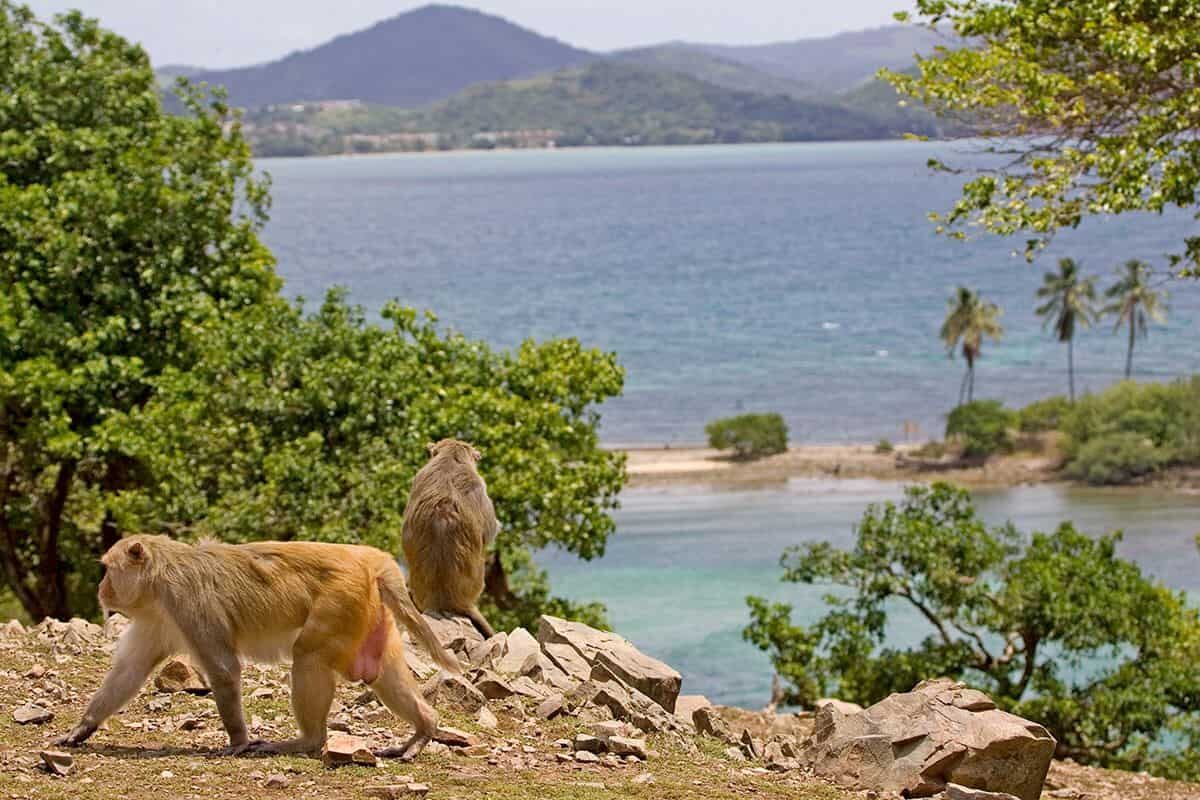 isla de los monos islas privadas en acapulco