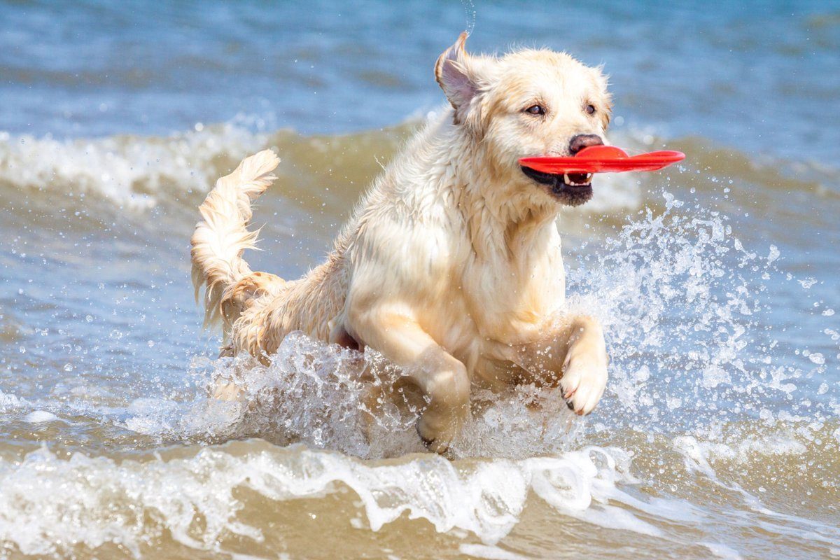 lugares pet friendly en Acapulco