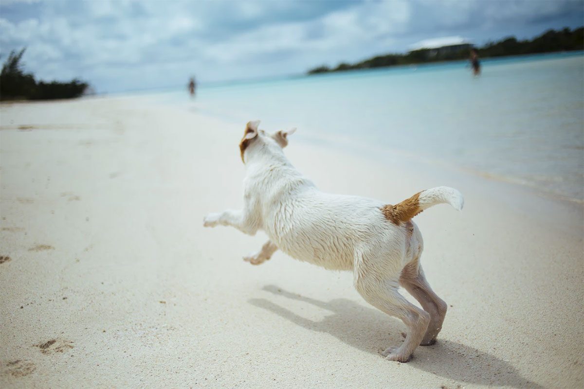 lugares pet friendly en acapulco 3