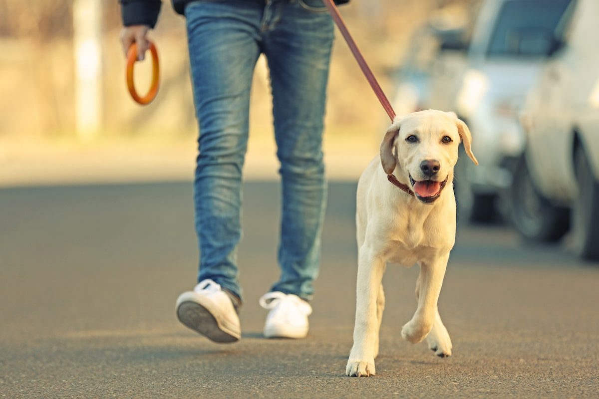 Lugares pet friendly en Acapulco
