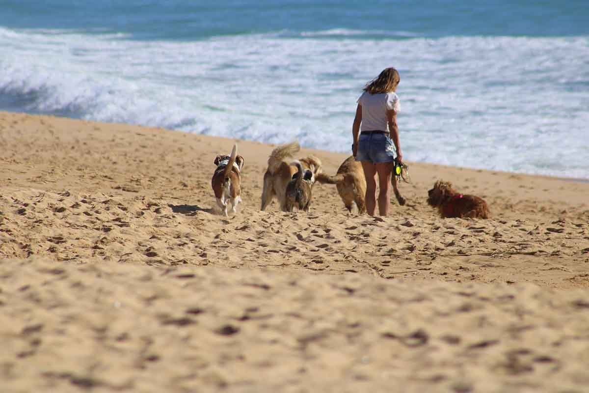 pet friendly en Cancún